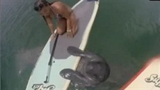 Surfující kapustňák Surfující kapustňák