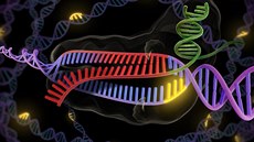 Enzym CRISPR (zelen a erven) se pipojuje k dvojité roubovici DNA (fialová...