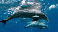 Jeden ze snímku olomouckého fotografa Romana Mrázka zachycující delfíny v...