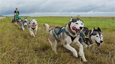 Atraktivním záitkem je pro dti také jízda na kolobce taené jedním husky.