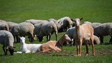 Chov ovcí a koz na farm.