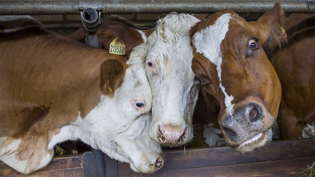 Celkem chovaj v Javornku tisc kus dobytka na tech farmch.