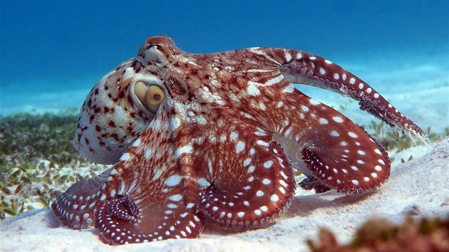 Jeden ze snmku olomouckho fotografa Romana Mrzka zachycujc chobotnici v Egypt.