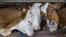 Celkem chovají v Javorníku tisíc kus dobytka na tech farmách.