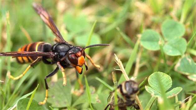 Sre asijsk (Vespa velutina nigrithorax)