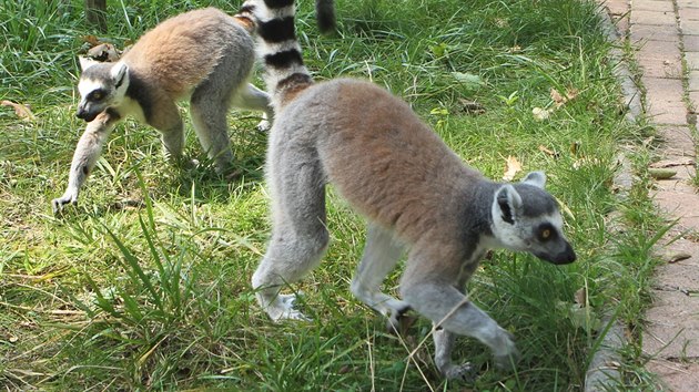 Nvtvnci ostravsk zoologick zahrady se prochzej pmo mezi lemury. (5. srpna 2016)