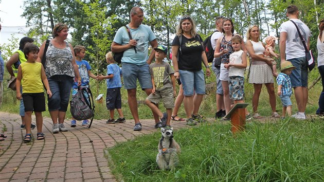 Nvtvnci ostravsk zoologick zahrady se prochzej pmo mezi lemury. (5. srpna 2016)