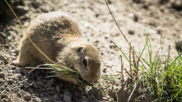 Sysli v Jihoesk zoologick zahrad Hlubok nad Vltavou.