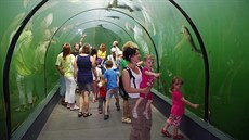 Podvodní tunel v expozici Živá voda Podvodní tunel v expozici Živá voda