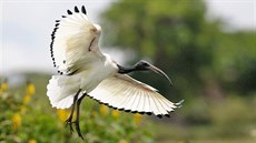 Ibis posvátný (Threskiornis aethiopicus)