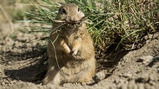 Sysli v Jihoeské zoologické zahrad Hluboká nad Vltavou.