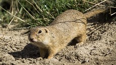 Sysli v Jihoeské zoologické zahrad Hluboká nad Vltavou.