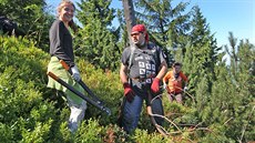 Dobrovolníci na zaátku srpna vysekávali porosty borovice na Smrku v Beskydech....