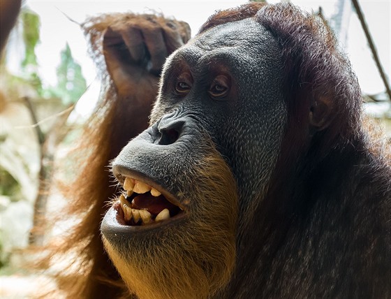 Pagy je nádherný orangutaní samec a chovatelé si od nj hodn slibují.