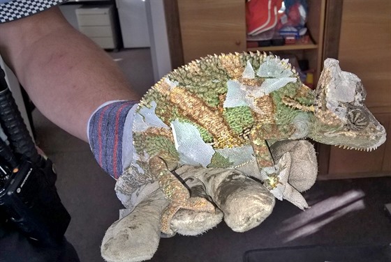Chameleon, který se dostal oknem do lonice domu v Opav-Kateinkách.