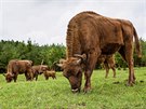 Zubi zabydlujc se v bvalm milovickm vojenskm prostoru nedaleko Bentek...