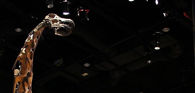 Zlatým hřebem expozice Perotova muzea je obří kostra alamosaura, vedle které... Zlatým hřebem expozice Perotova muzea je obří kostra alamosaura, vedle které...
