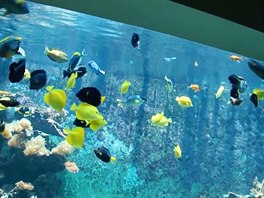 Milovník akvarijních rybiek vybudoval rybikám korálový útes. 
