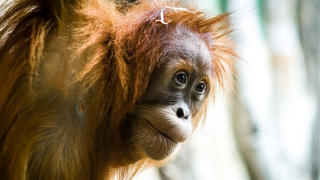 Diri, tlet orangutan slena.