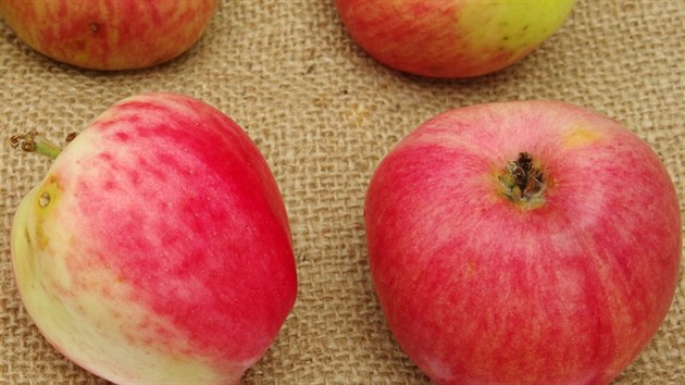 esk rov je letn jablko, kter se u ns pstovalo u od 18. stolet.