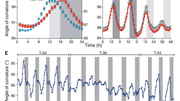 Slunenice se od vchodu na zpad otej v lt i na podzim (C). Kdy jsou peneseny do laboratoe, oten po nkolika dnech ustane (D). Pokud je slunenice umstna do umlho prosted se 30hodinovm dnem, slunenice je zmaten (E).