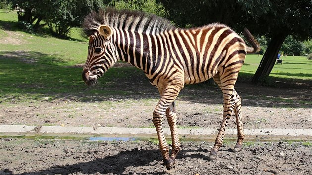 Mlád zebry Chapmannovy v plzeské zoologické zahrad. (11. srpna 2016)