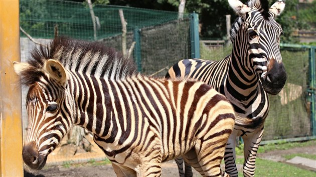 Mld zebry Chapmannovy v plzesk zoologick zahrad. (11. srpna 2016)