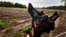 Mezi obcemi Olešná a Chrášťany, kde před rokem shořel od pole zapáleného... Mezi obcemi Olešná a Chrášťany, kde před rokem shořel od pole zapáleného...