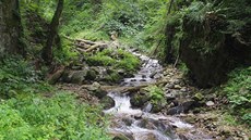 Pivovarský (Mlýnský) potok v dolní ásti údolí