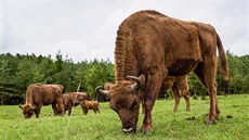 Zubi zabydlující se v bývalém milovickém vojenském prostoru nedaleko Benátek...