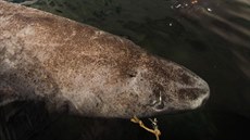 „Značkování“ žraloka grónského. Všimněte si očí zvířete - jako u velké části (v... „Značkování“ žraloka grónského. Všimněte si očí zvířete - jako u velké části (v...