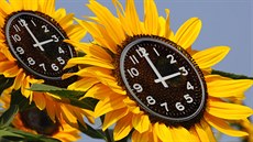Slunečnice mají své vnitřní hodiny, ukázali vědci Slunečnice mají své vnitřní hodiny, ukázali vědci