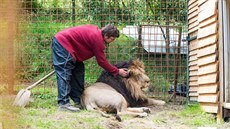 Michal Práek chová ve Zdchov krom lvice i lva Fujiho (na snímku).