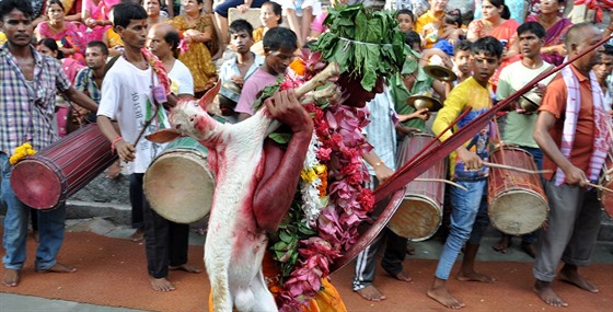 Koza v Indii bývá souástí náboenských obad. Konívá jako ob.