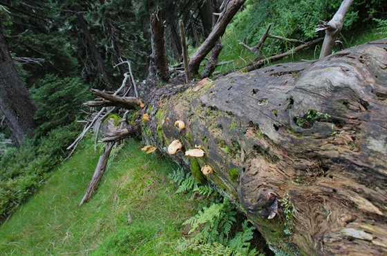 Jedním ze znak pvodního krkonoského lesa je schopnost pirozené obnovy....