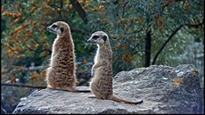 Za dobu hlídky surikata ztratí a ti procenta své hmotnosti.