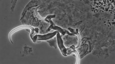 Parazitický červ Cichlidogyrus brunnensis, kterého objevili odborníci z... Parazitický červ Cichlidogyrus brunnensis, kterého objevili odborníci z...