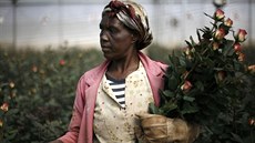 Květinová farma v etiopském městě Holeta. Květinová farma v etiopském městě Holeta.