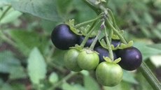Koupila certifikovaná semínka pálivých červených papriček, ale dočkala se... Koupila certifikovaná semínka pálivých červených papriček, ale dočkala se...