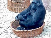 Gorilí samice Kamba a malý Ajabu Gorilí samice Kamba a malý Ajabu