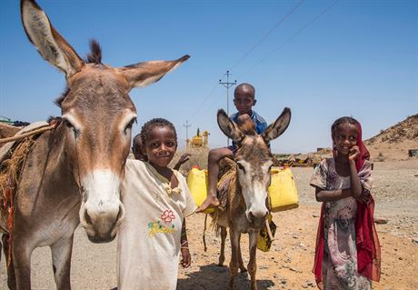 Osli slouí v Africe jako nosii. Snímek byl poízen v Eritreji (18. dubna...