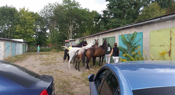 Uprchlé kon policisté zahnali mezi garáe (4. záí 2016).