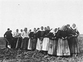 1899, Manitoba. Duchoborci povaovali zvata za sv bratry. Povozy a pluhy...