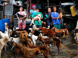 IVOT POD PSA. Pracovnice psího útulku ve venezuelském Caracasu se starají o...