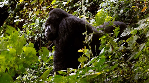 Gorila vchodn v ugandskm nrodnm parku. Populace nejvtho primta se stala kriticky ohroenou (24. kvtna 2013)