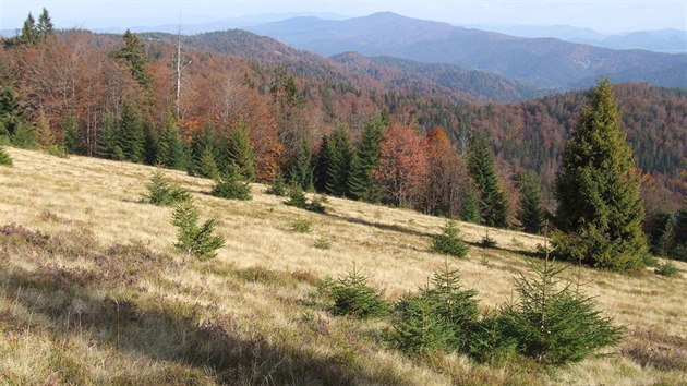 Zarstajc polana vGorczanskm nrodnm parku