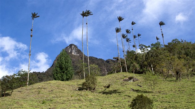 Valle del Cocora je povstn svmi palmami.