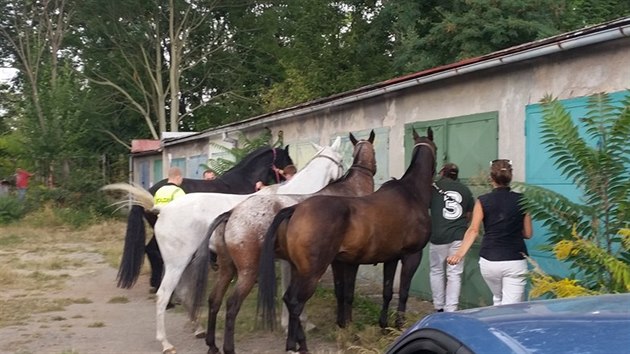 Uprchl kon policist zahnali mezi gare (4. z 2016).