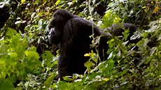 Gorila východní v ugandském národním parku. Populace nejvtího primáta se...