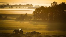 SKLIZEŇ. Probíhající sklizeň v mlžných polích poblíž města Cremona v kanadské... SKLIZEŇ. Probíhající sklizeň v mlžných polích poblíž města Cremona v kanadské...